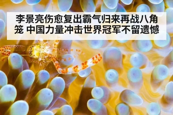 李景亮伤愈复出霸气归来再战八角笼 中国力量冲击世界冠军不留遗憾